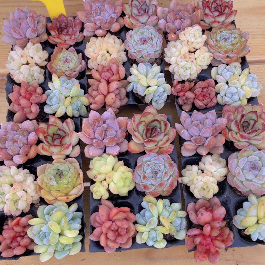 63号 开播福利贵货美肉六个