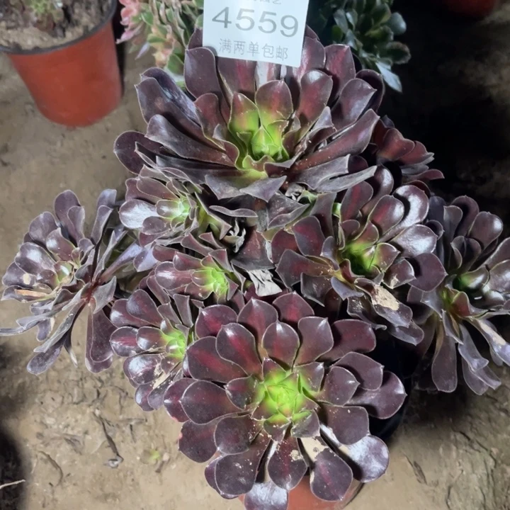 4559美杜莎的人多肉的