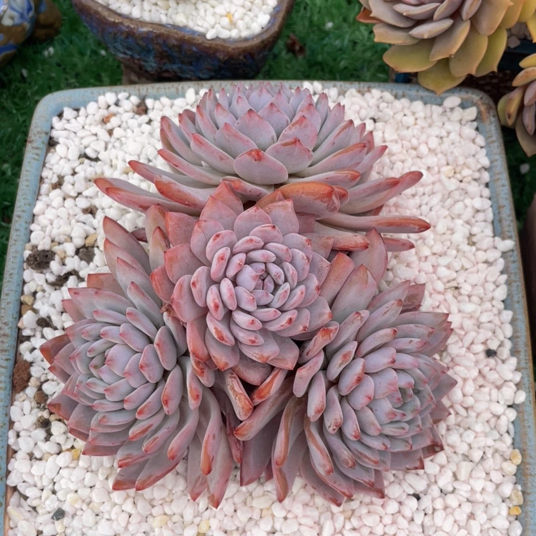 星星橙多头多肉植物盆栽