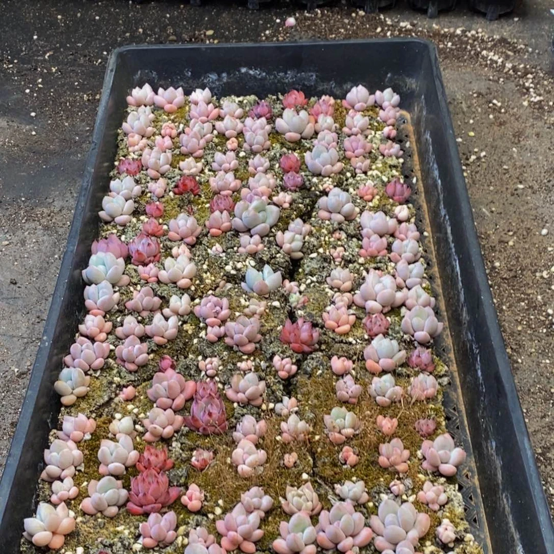 905多肉植物保护研究所所长