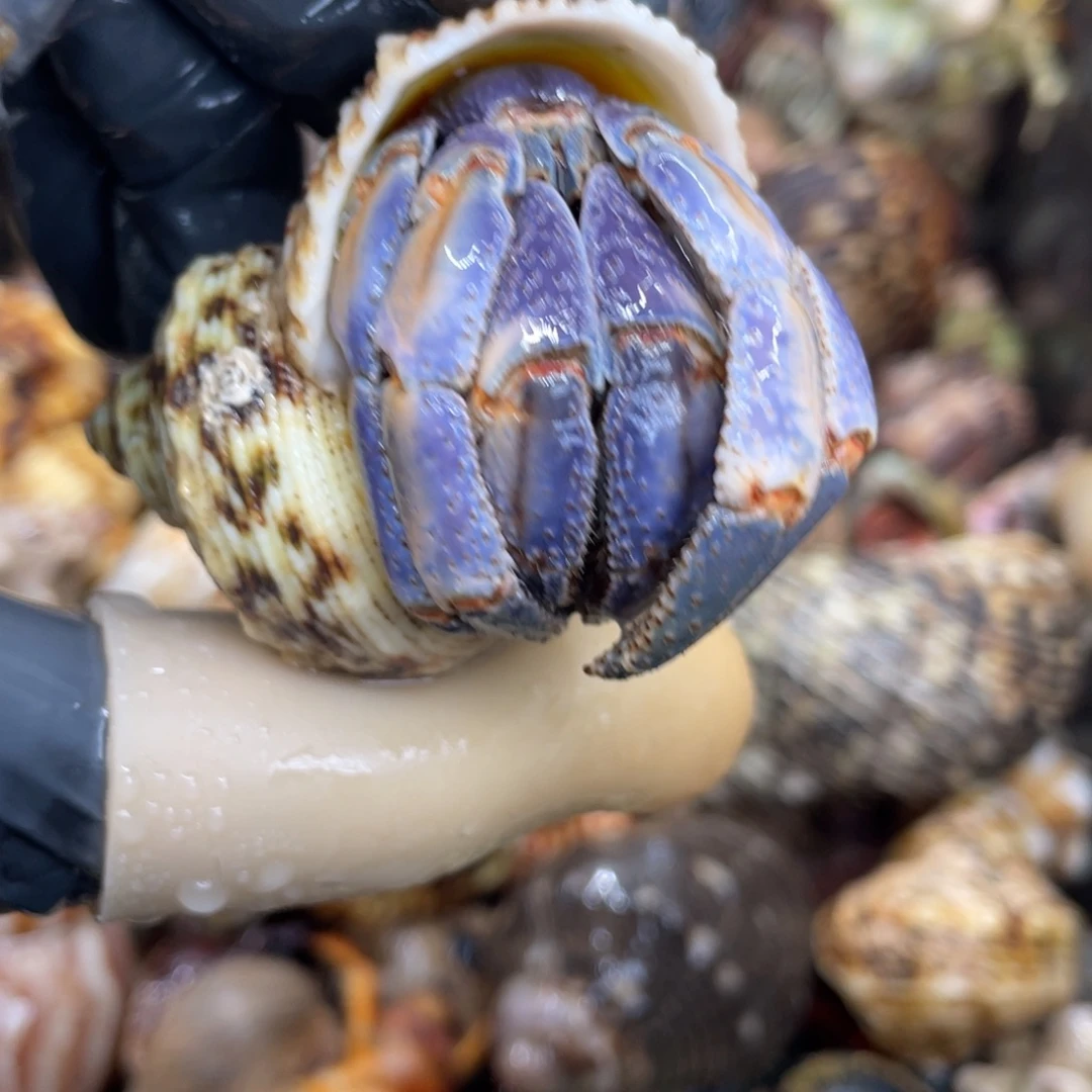 不退不换活体宠物35