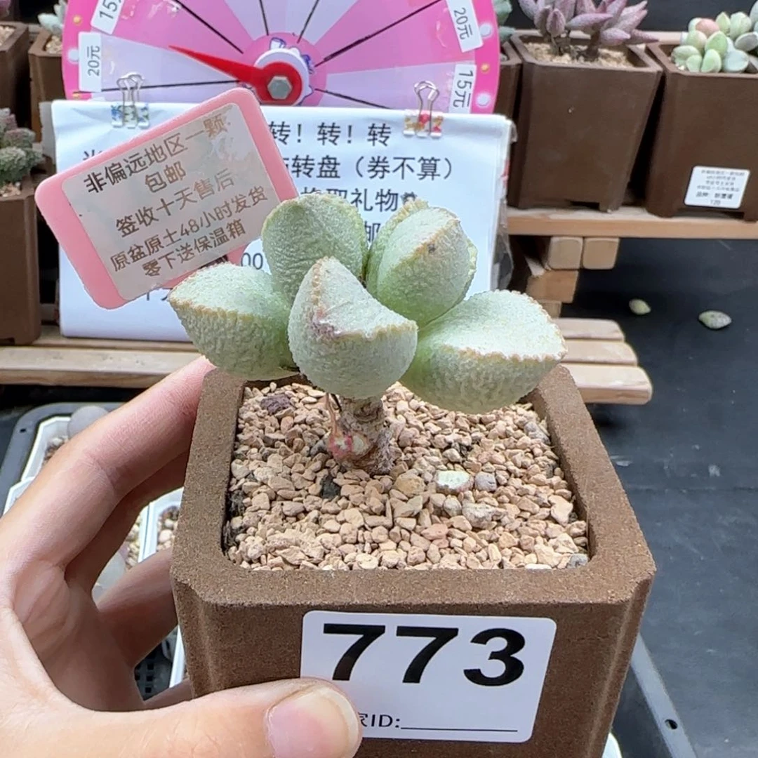 773彩虹翼多肉植物