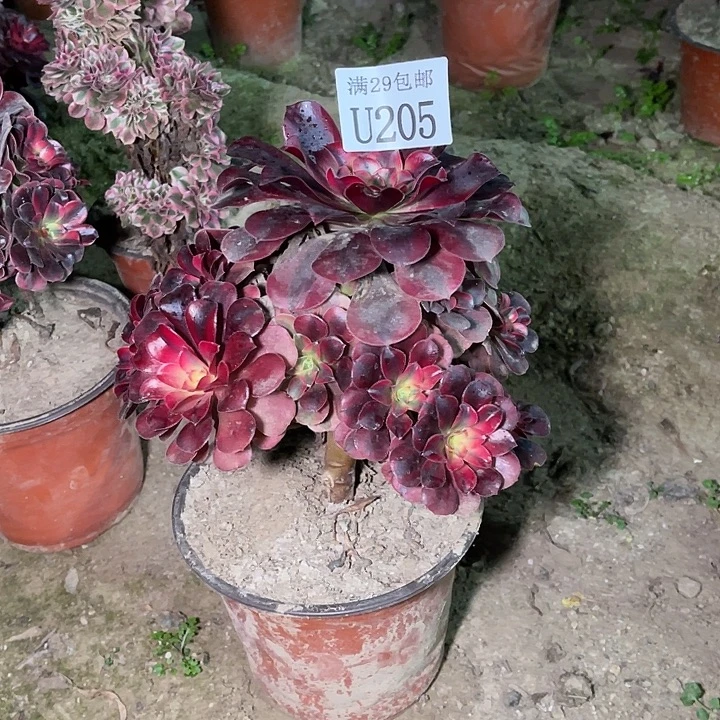 205美杜莎多肉植物