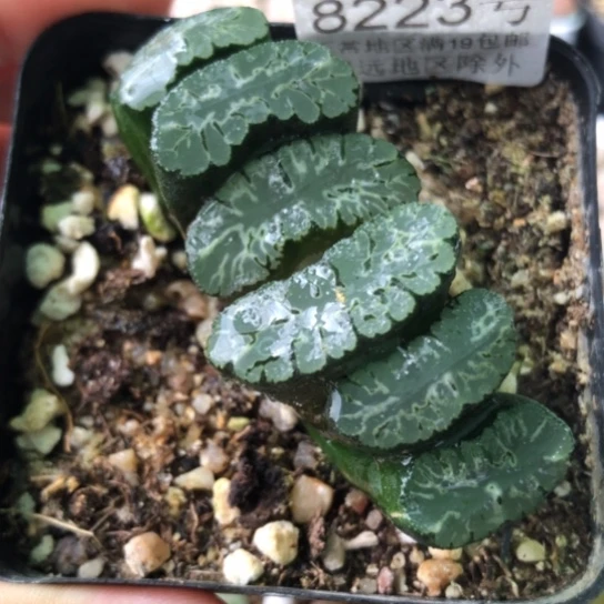 8223，玉扇7厘米盆