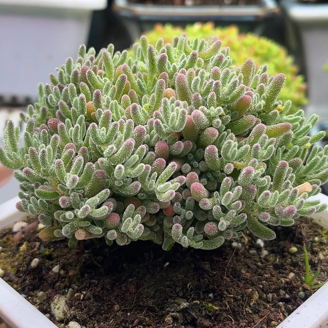 10冰晶优选枝干番杏