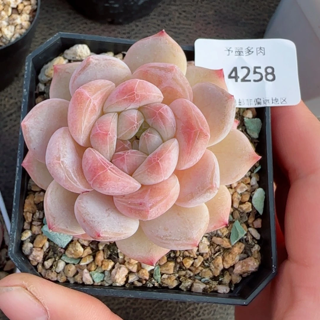 新年福利，4258多肉植物