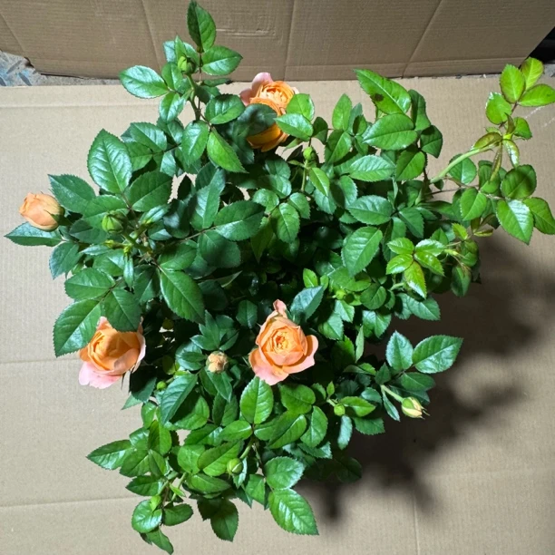 欧月玫瑰（果汁）四季开花