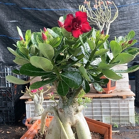 【闪购商品】@*么绿植