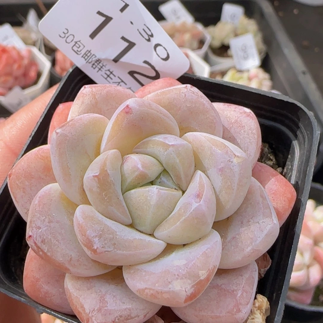 粉冰玉单头一颗脱土