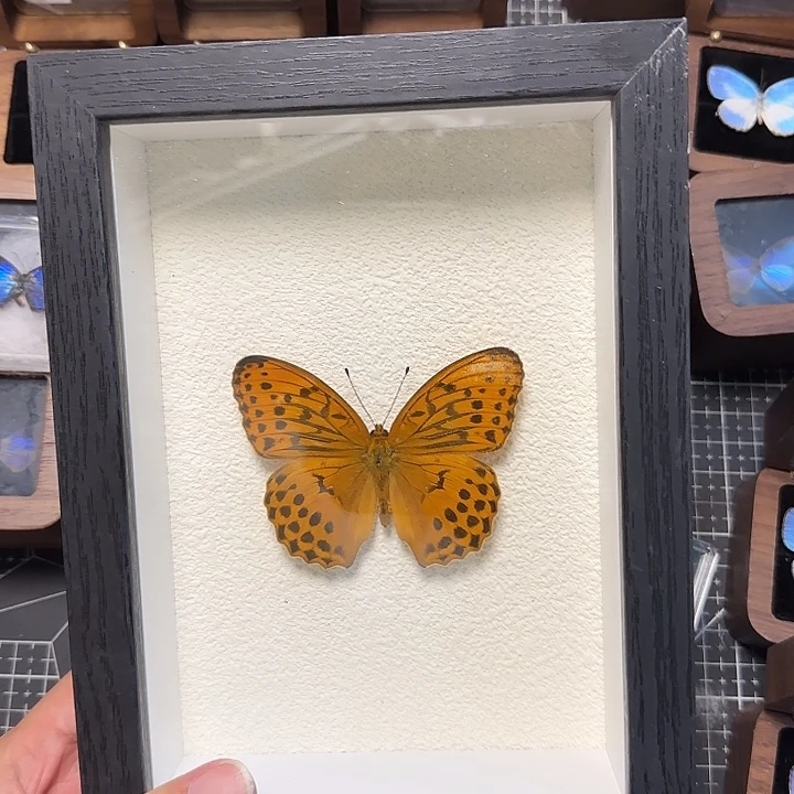 真蝴蝶标本真玻璃相框