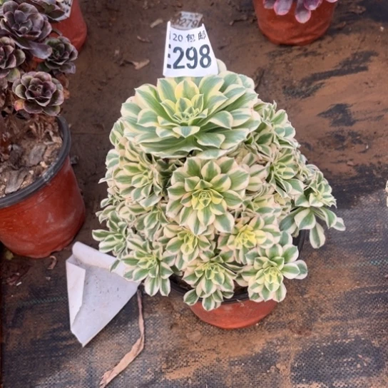 298迈巴赫不包断枝