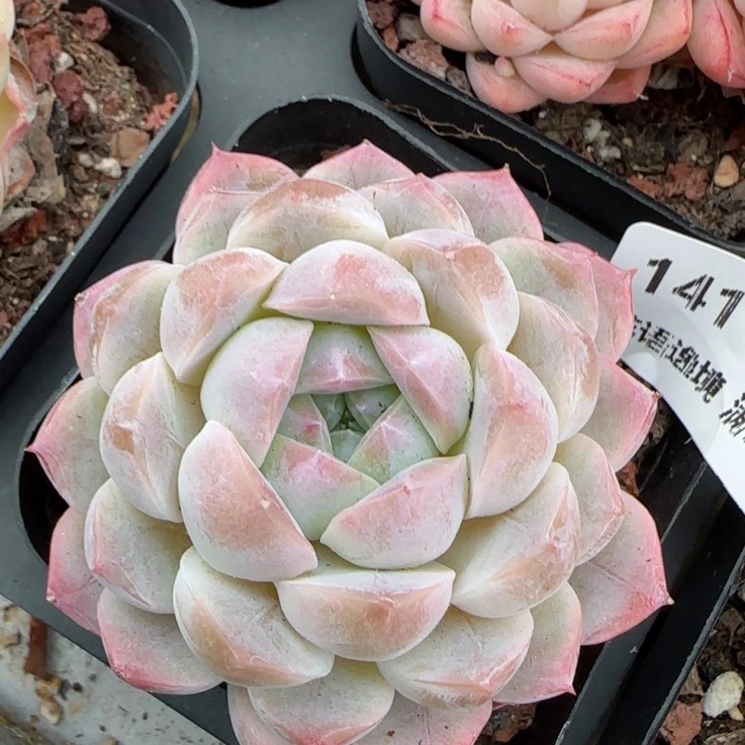 花语逸境0209-141