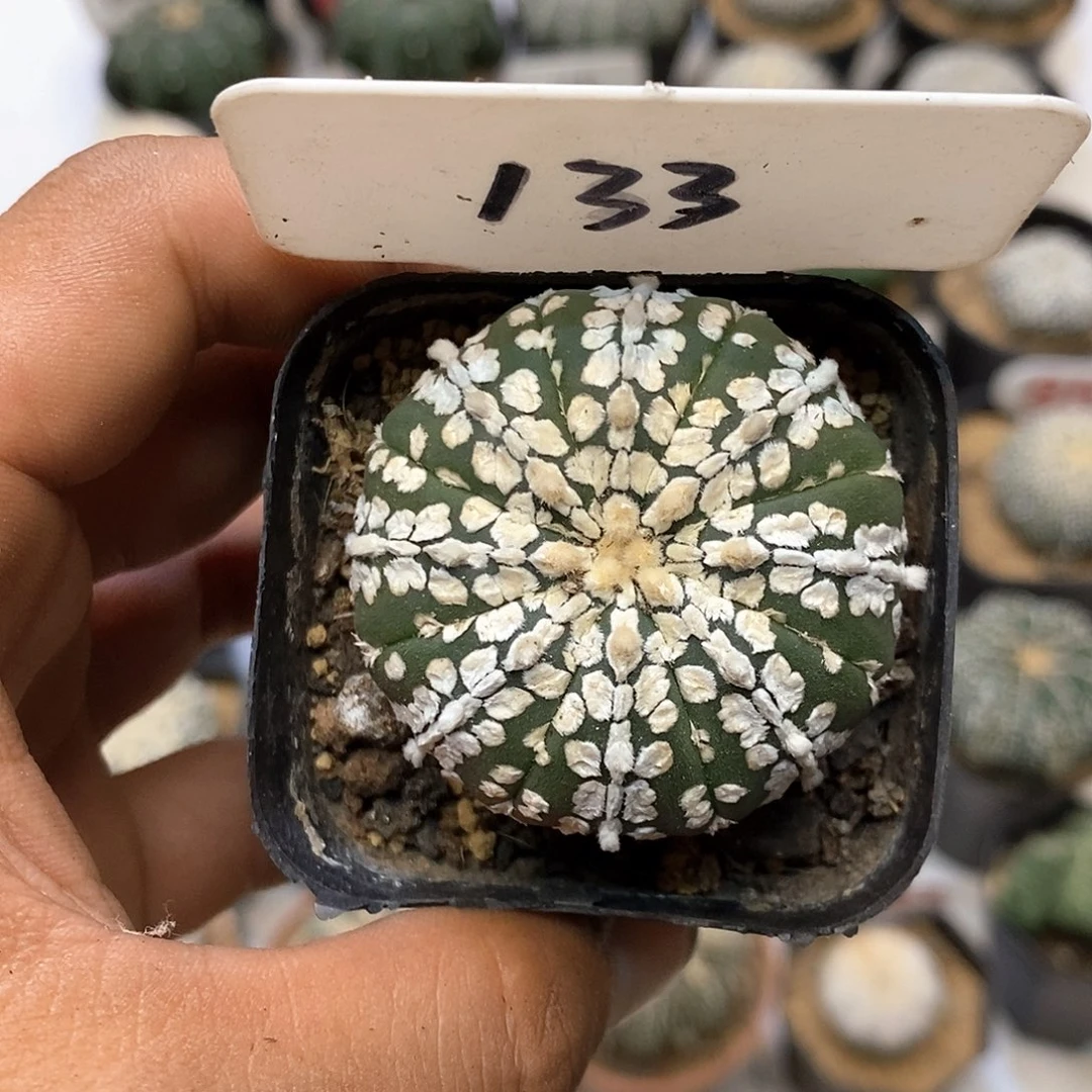 133福利特价来了啊哈