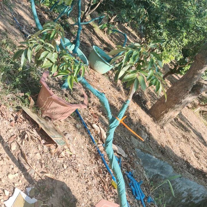 增城佛绿荔枝高压苗