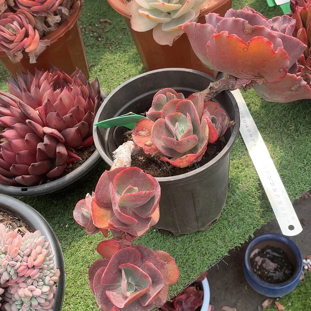 天*婚纱多肉植物201