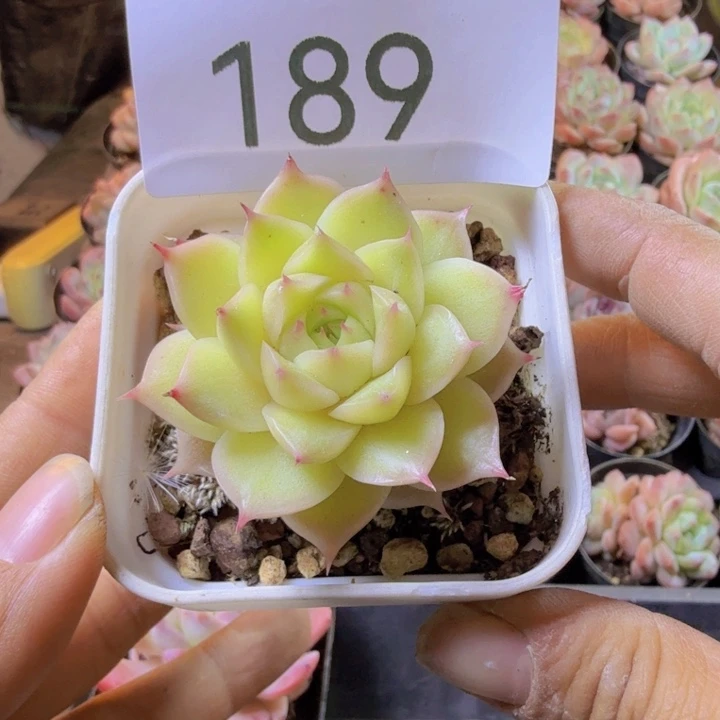 189.qwwwwwwqwwwwq