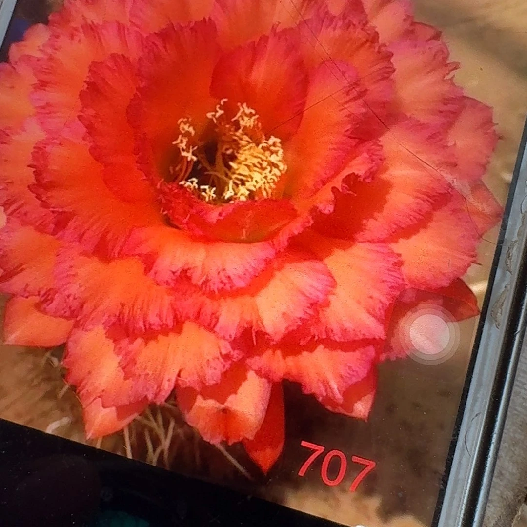 707根冠服6公分以上毛花柱