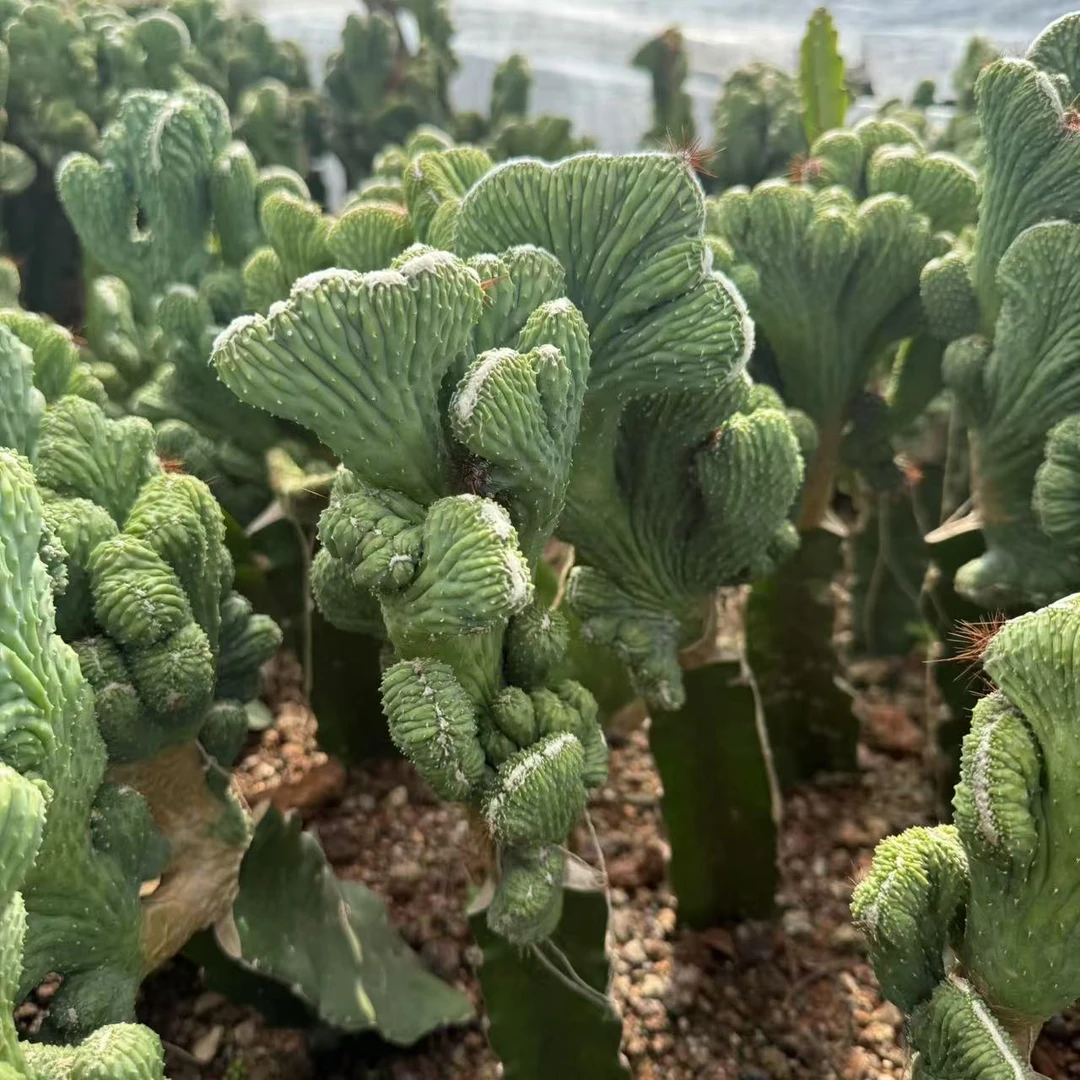 无根五指山高18cm+    仙人球夏型种绿植盆栽桌面阳台办公室摆件