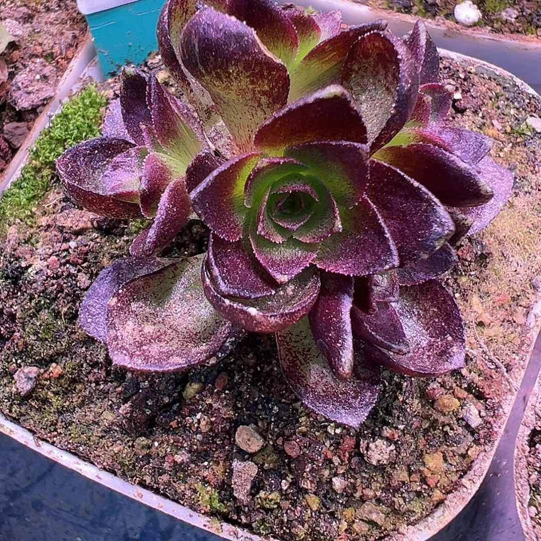 糖糖519凤龙神兽 侧芽