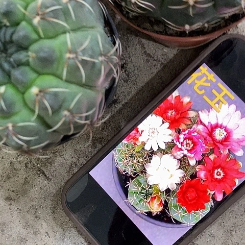 3个菲花玉，368900
