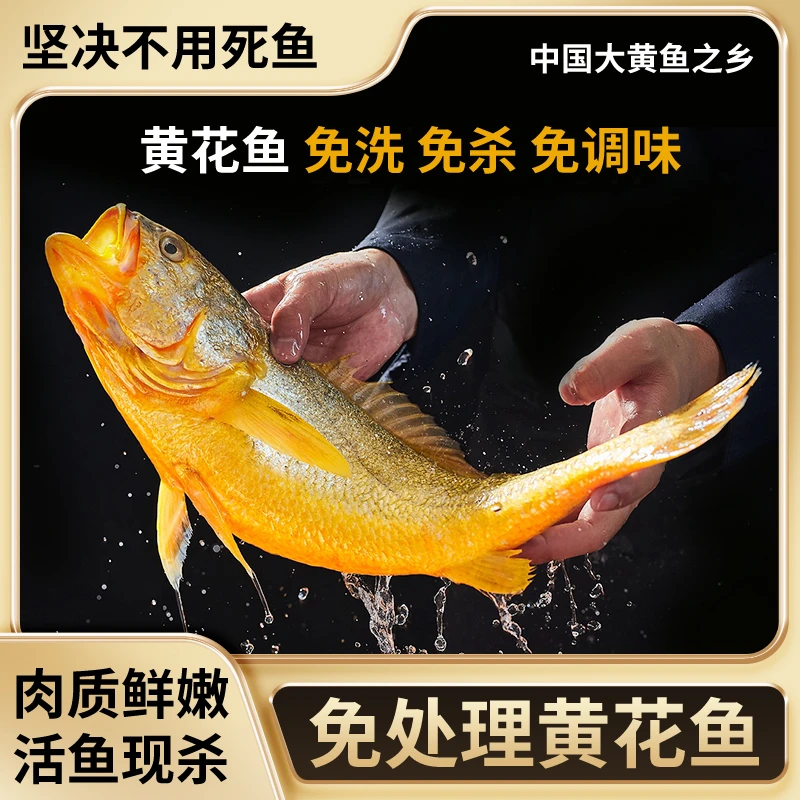 福建宁德大黄花鱼 冷冻免杀免洗海产品