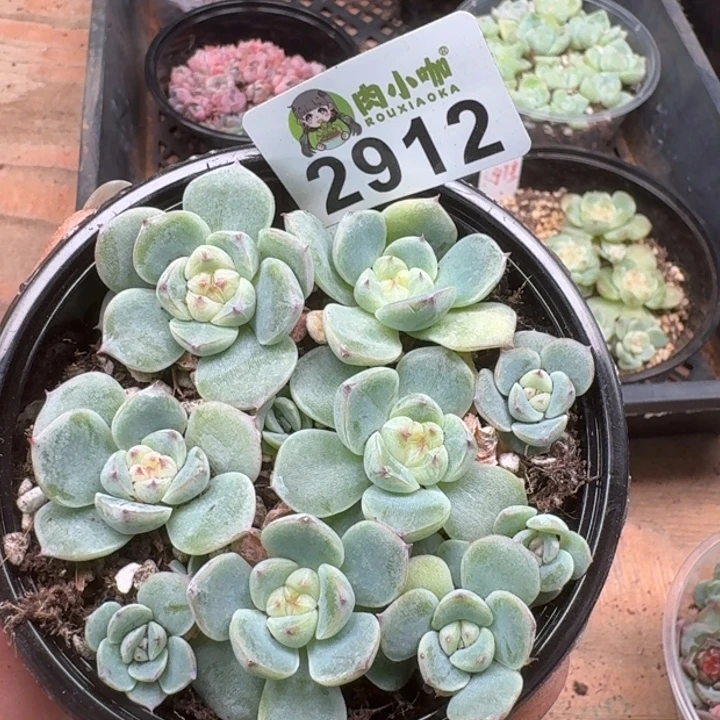 多肉植物多肉植物