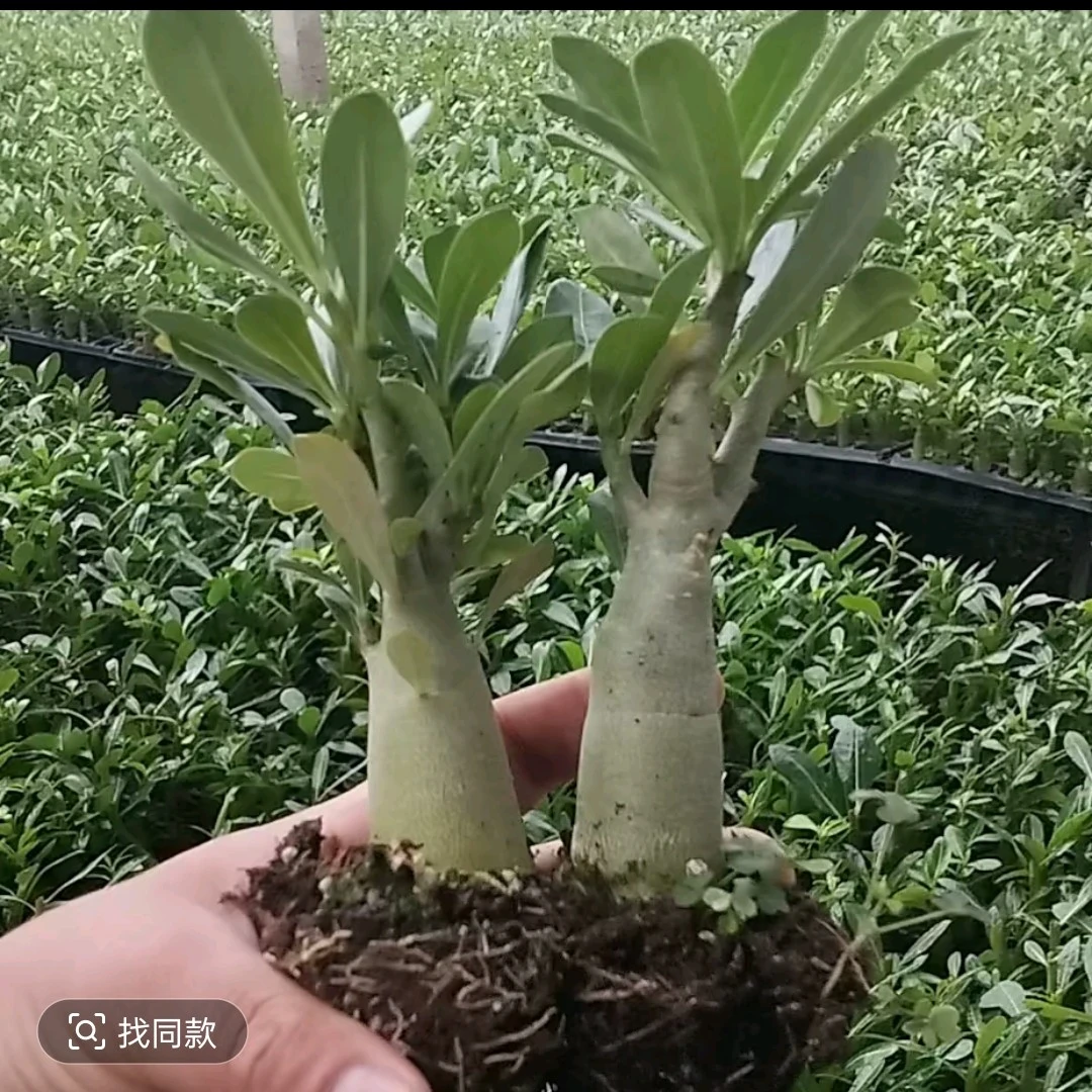 沙漠玫瑰两年小老桩福利款