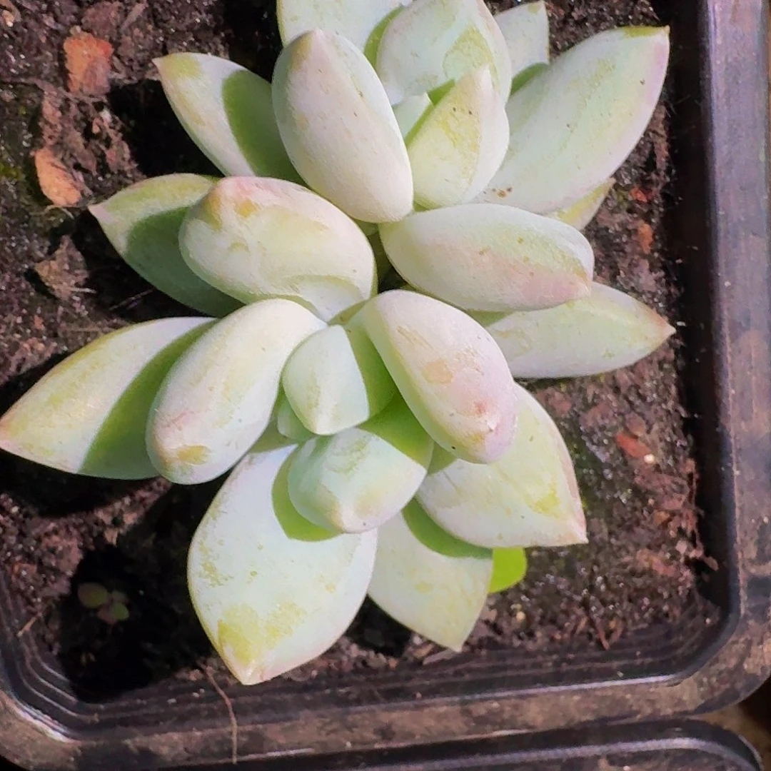 伊丽莎白 双头 一物一拍