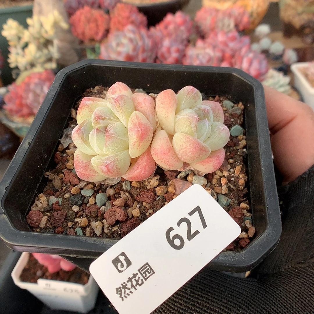 627冰玉多肉植物6666