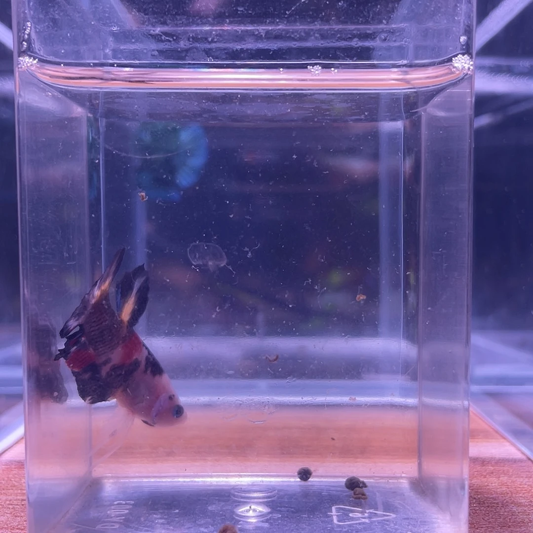 斗鱼可博泰斗092505