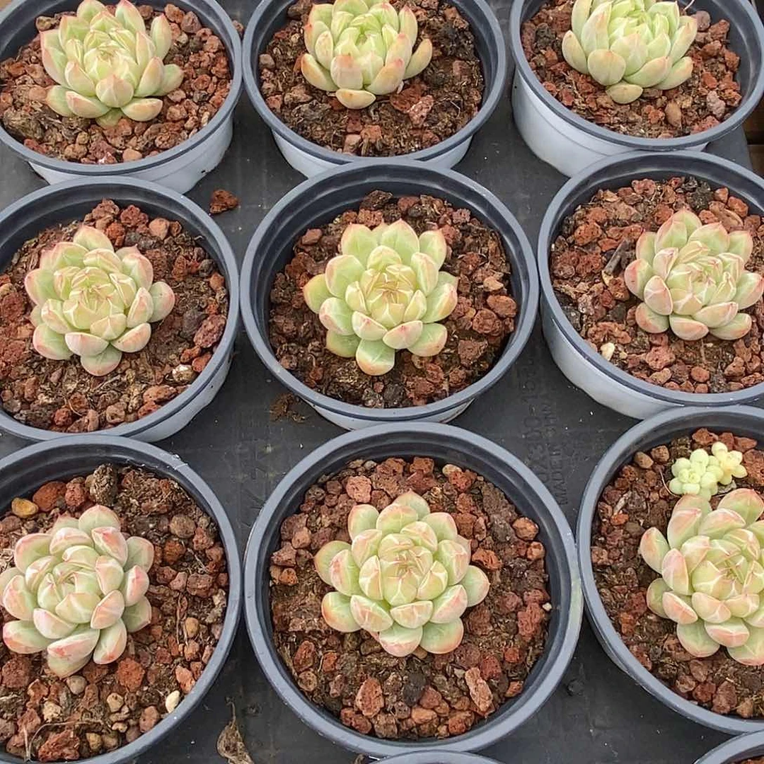 金汇园艺，团雪花珍妮福利