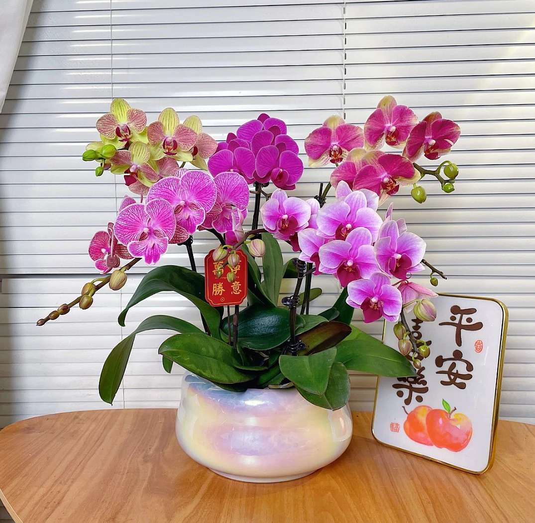 【全家福-蝴蝶兰】QX高端鲜花 定制款 易养花期长 送礼 家居摆件