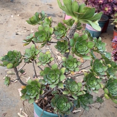青衣多肉植物080