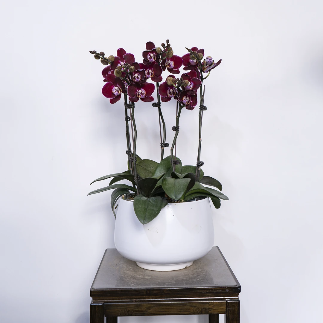 【蝴蝶兰-黑珍珠】趣味美观客厅前台办公室室内鲜花绿植蝴蝶兰盆栽