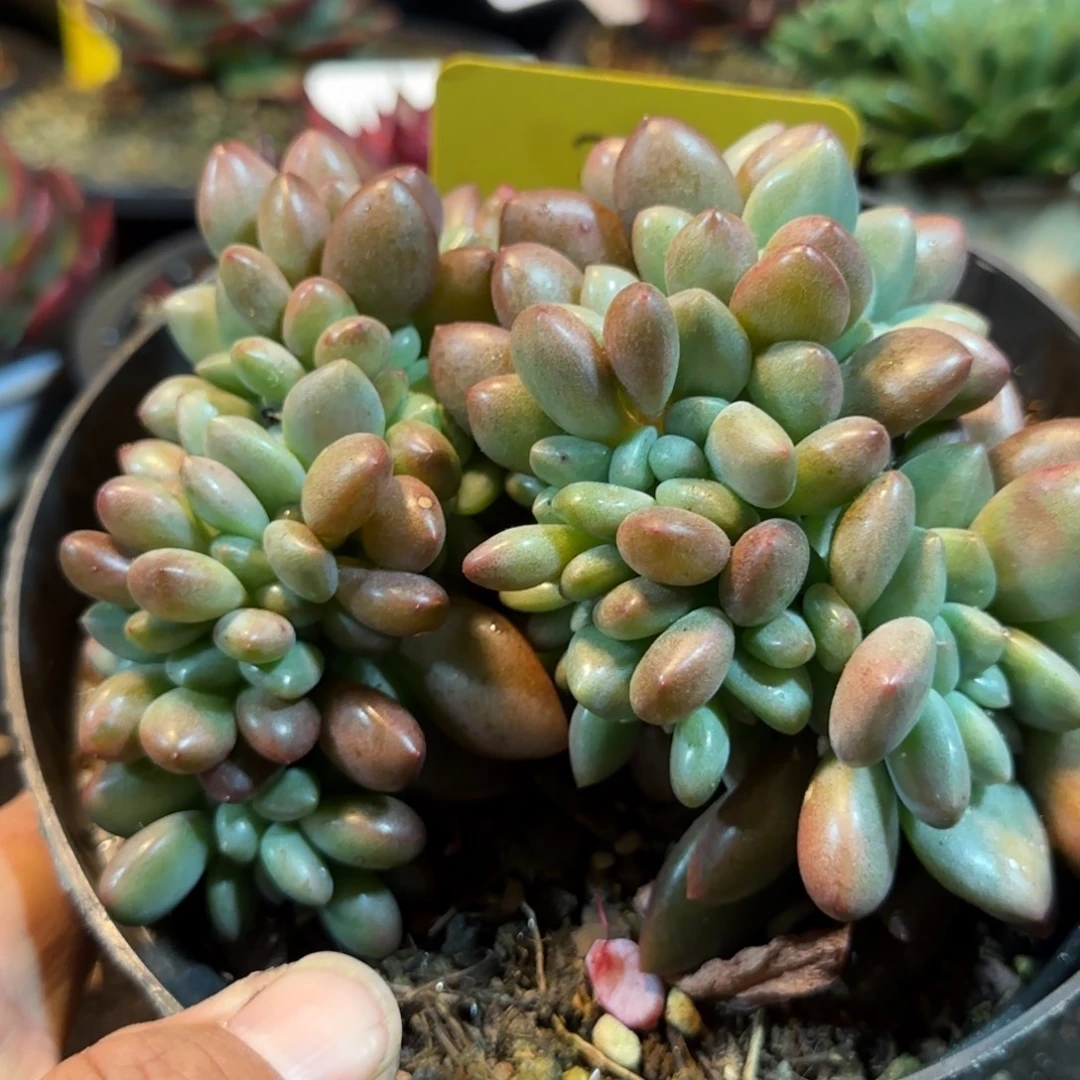 桃花运缀惊鸿一物一拍包装收缩花旱340