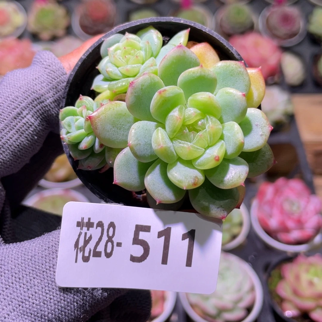 花利美28-511珍妮