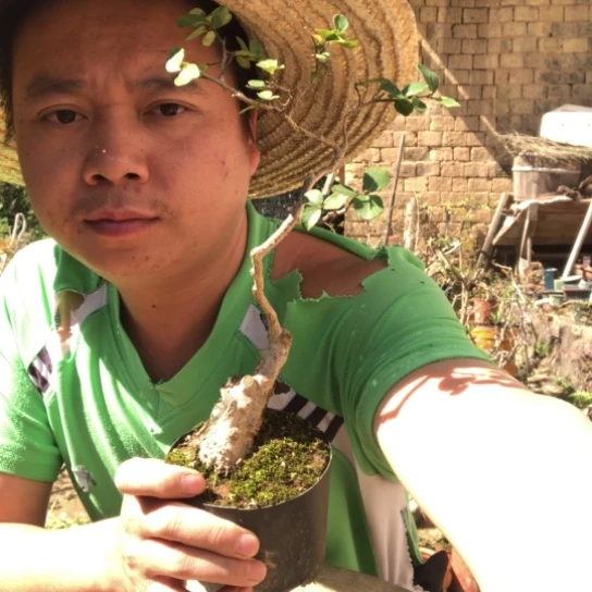 无花朵盆景盆栽植物（不包成活率，不退不换）
