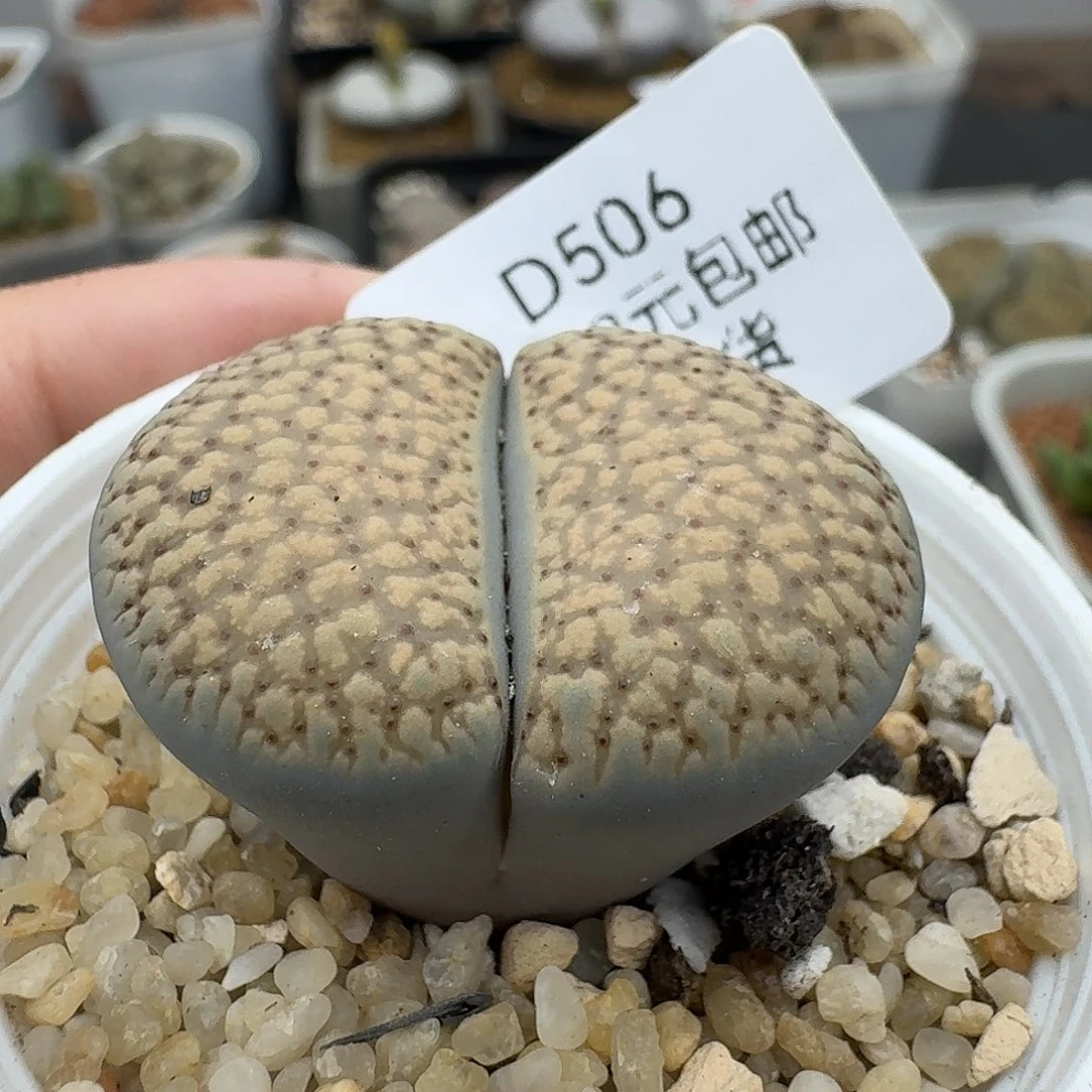 506多肉哈哈哈哈哈哈哈