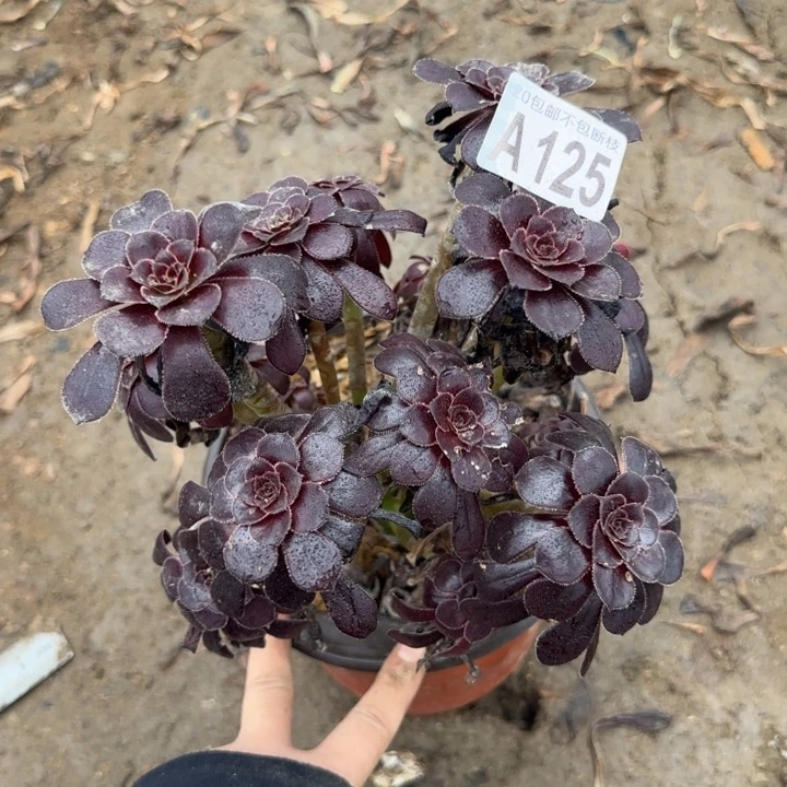魔法师……多肉植物……