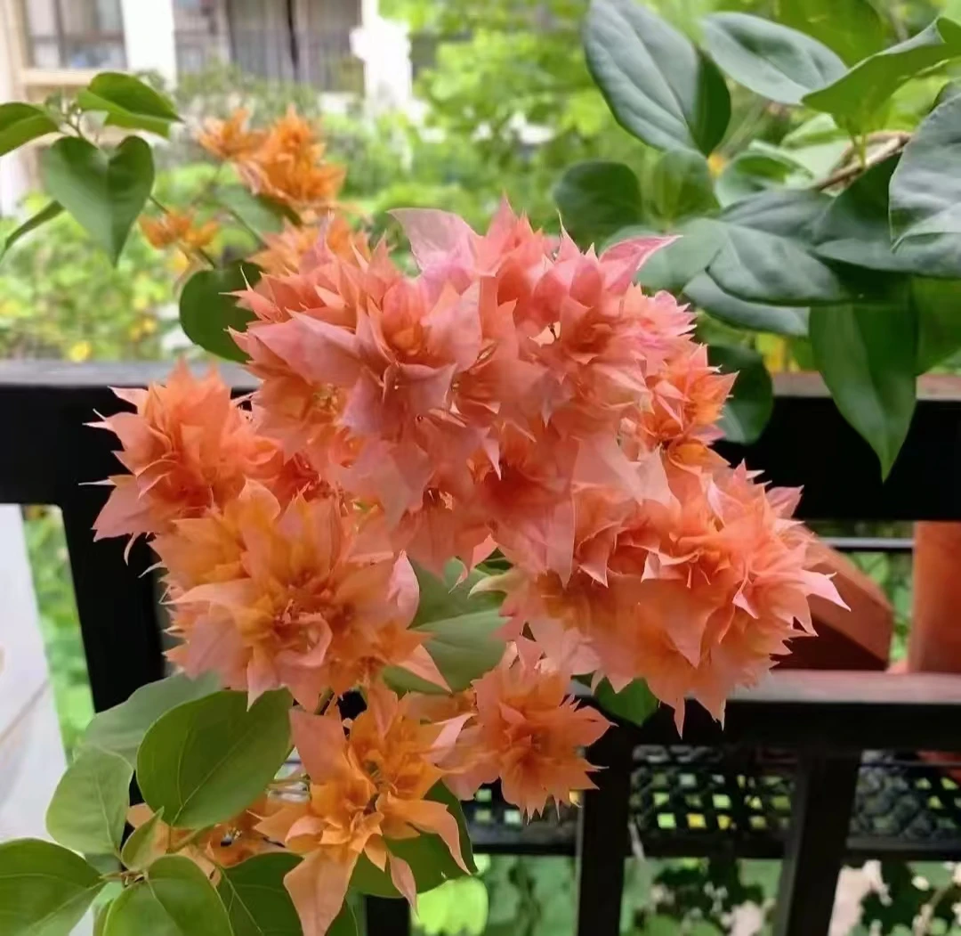 （重瓣橙带花）包对版三角梅原生小苗袋苗福建漳州发货包品种对版