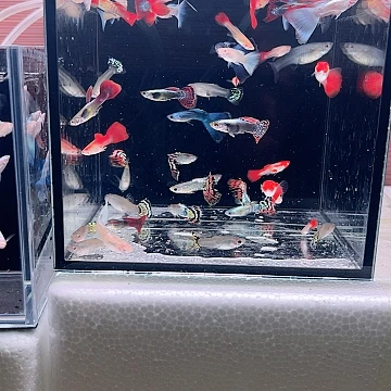 孔雀鱼全家福7哥品种14条鱼