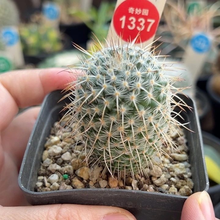 实生特选长刺白王丸3.7cm