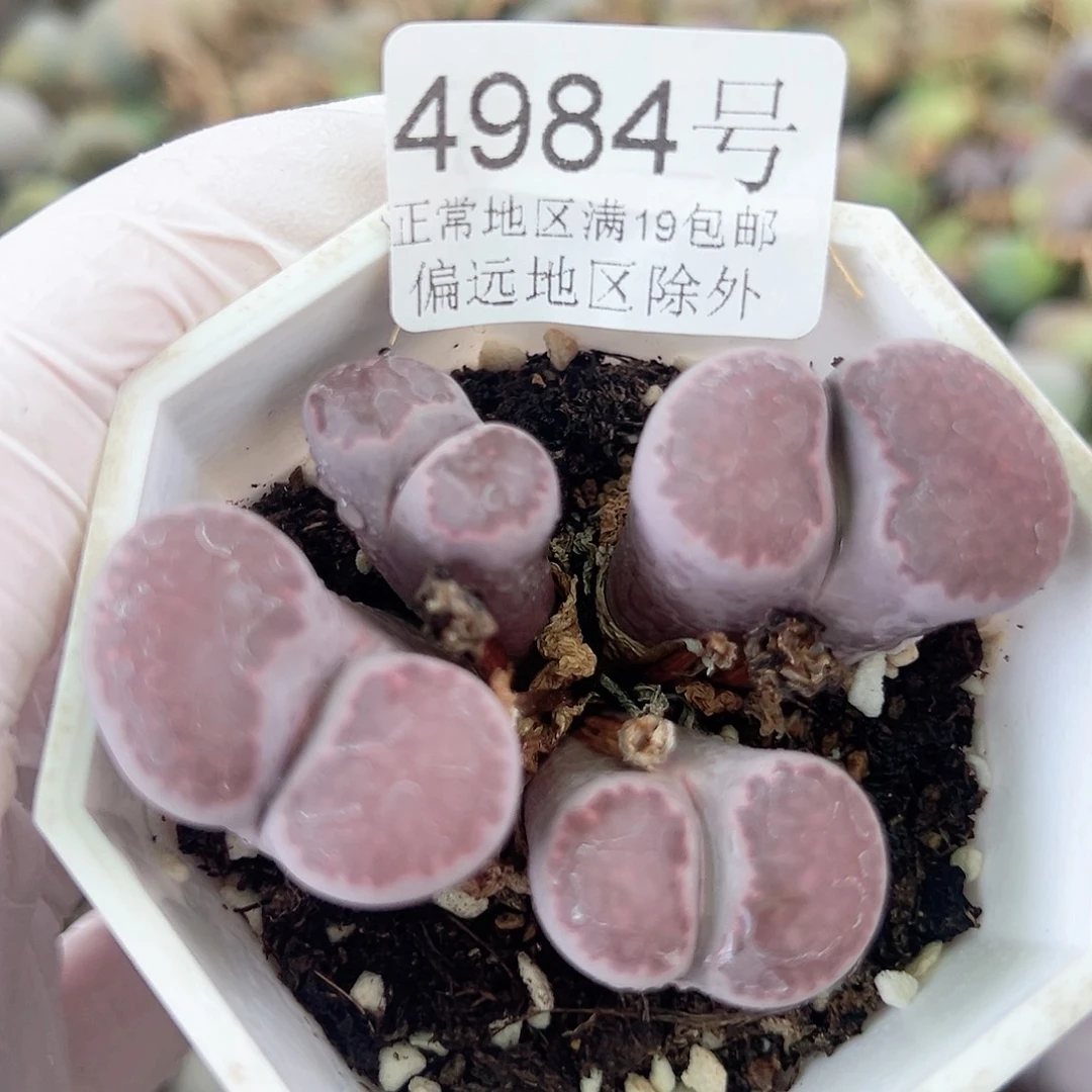 4984 好养易活生石花大母本