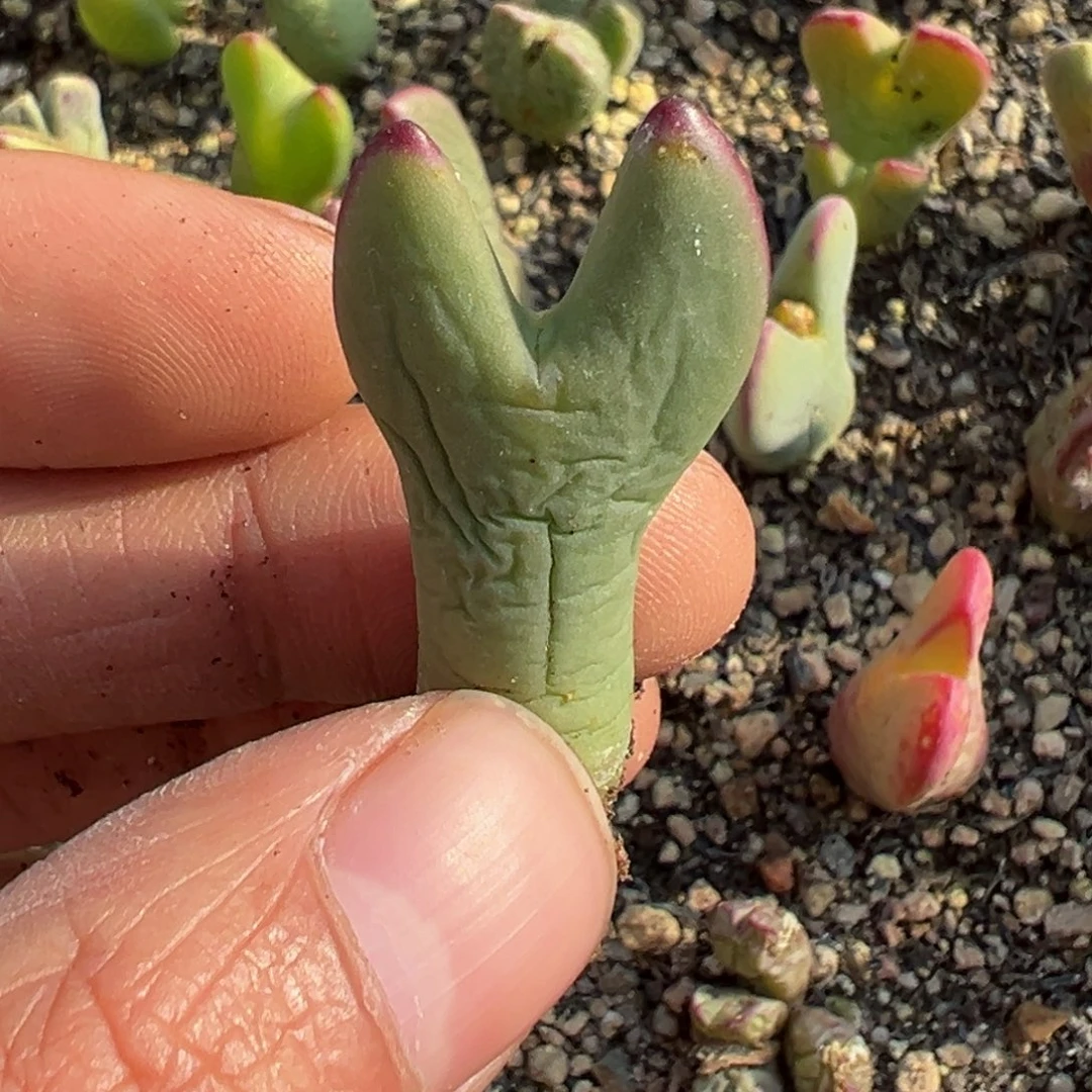 多肉植物1111111111111