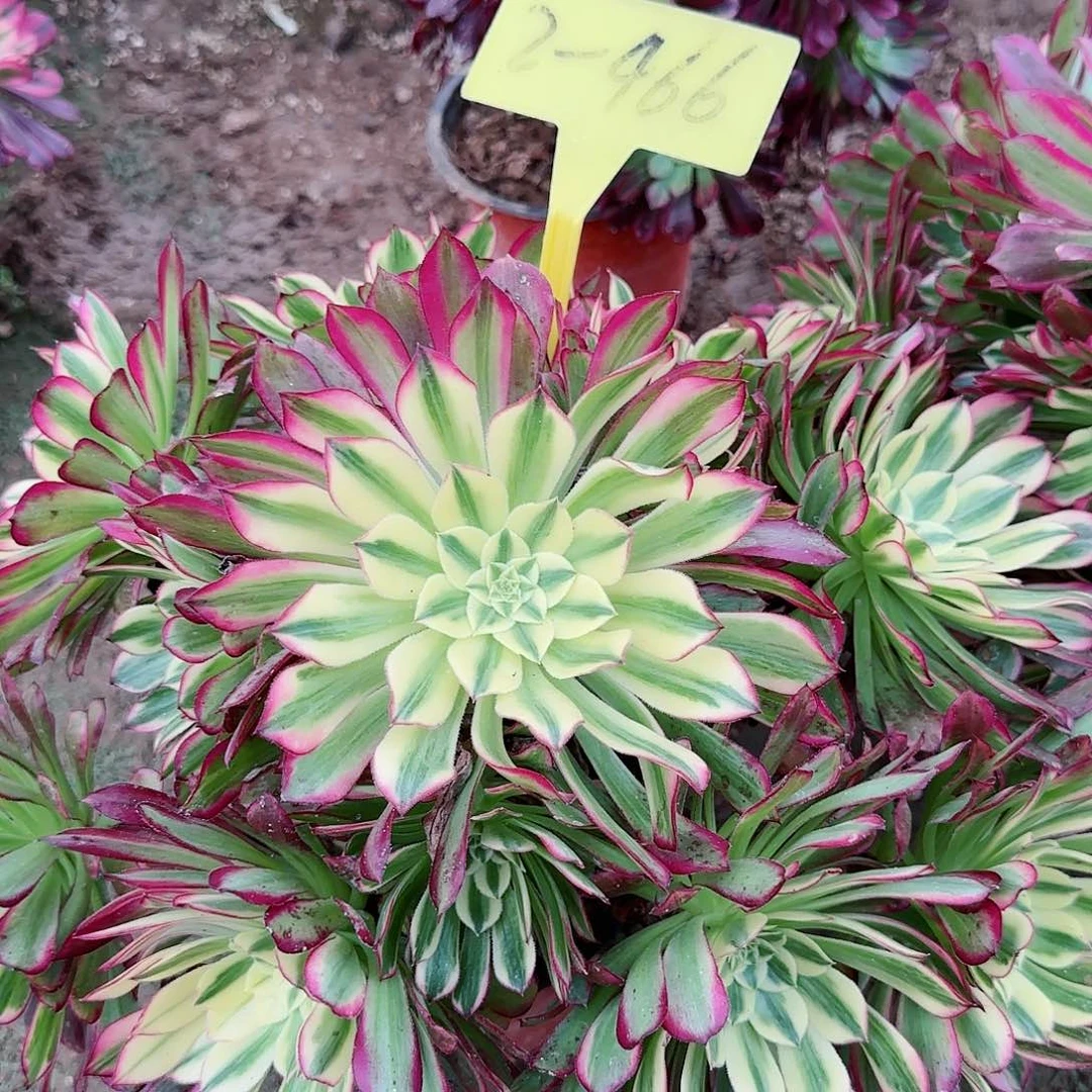 2-466+-+天河多头多肉