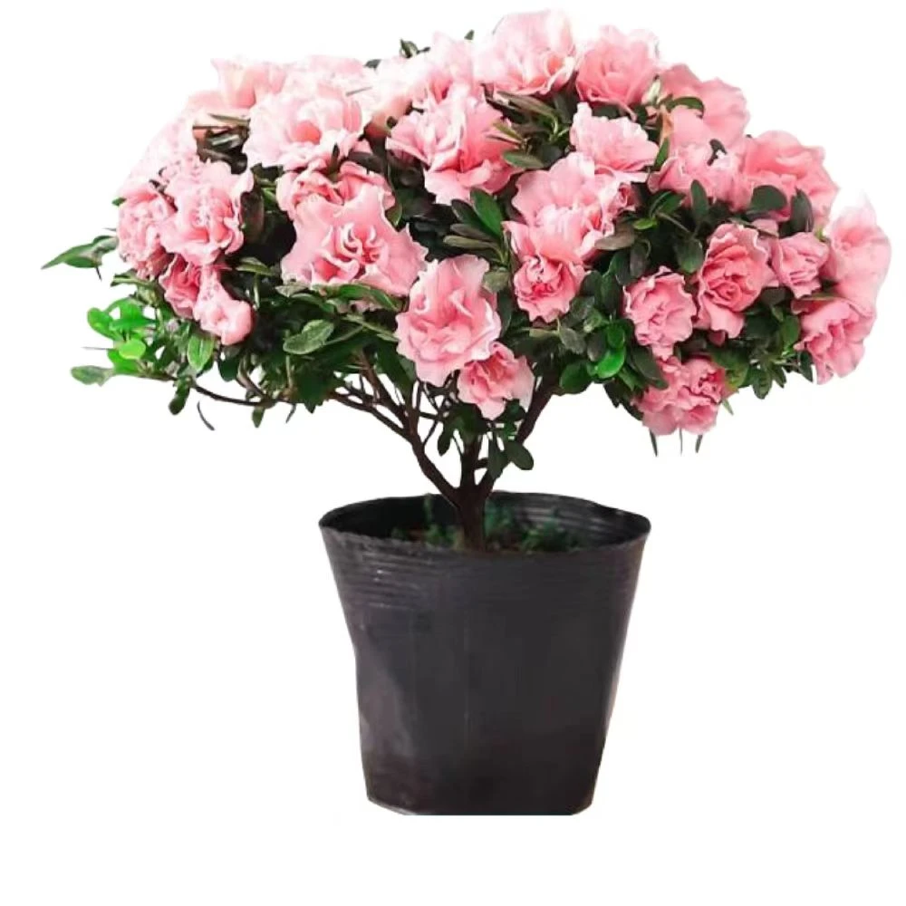 樱桃粉杜鹃花盆栽花卉植物室内客厅阳台庭院四季好养开花爆盆绿植