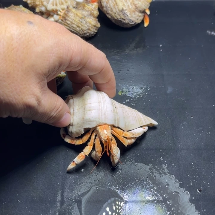 闪13号毛球2.3口径