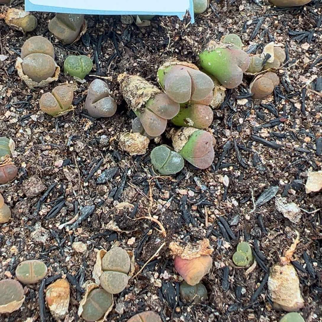 5-130量拍彩色风铃9颗