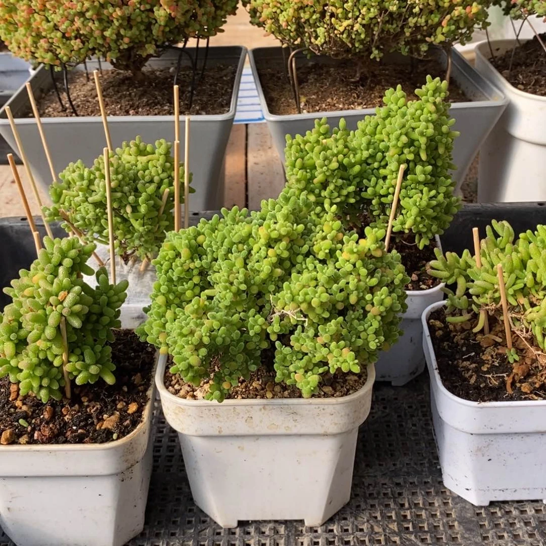 d****b枝干番杏蜜桔糖球343