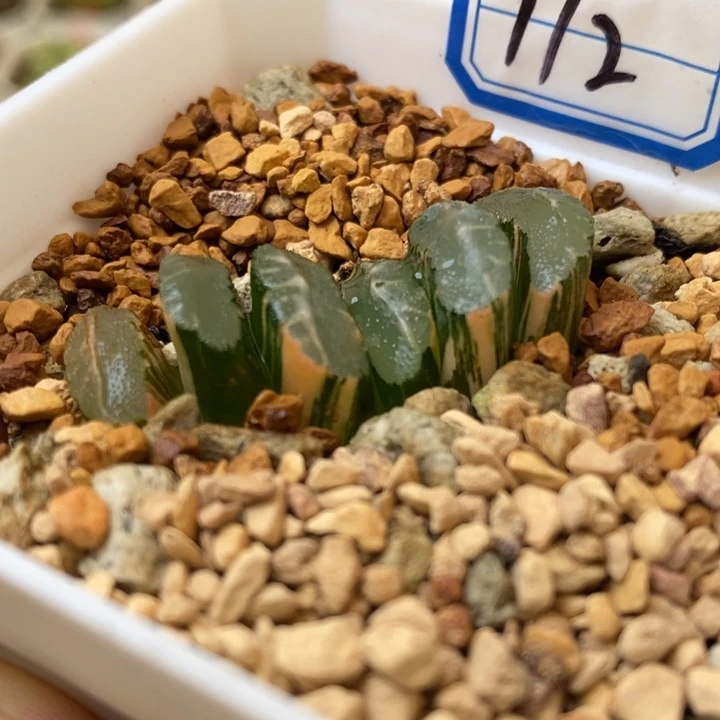 172号隼x玄武玉扇锦